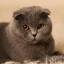 Scottish Fold's avatar