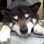 dogdoo