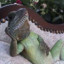 =|DADBOD|= IgUaNa PaTrOl