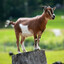 the absolute GOAT