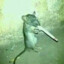 animal with cigarette