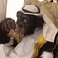 Arabic Monkey