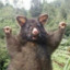 HAMSI