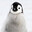 Pengu