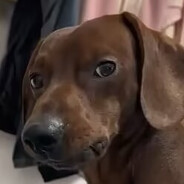 太虚哈基米真君