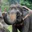 elephant spy