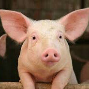 OINK OINK