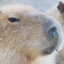 Capybarhigh