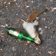 Alkuholik Squirrel