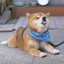 DogBro