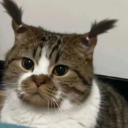 超级无敌大美女