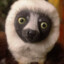 Zoboomafoo