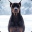 DoberMAN