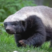 Реальный панк