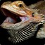 Raptorhide