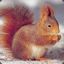 Red Squirrel