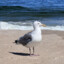 Beach Chicken