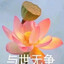 腻蝶