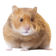 Hamtaro