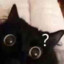 闲逛的猫子