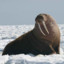 Juliowalrus