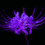 lycoris