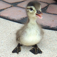 Duck_94