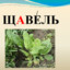 щавель