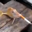 John HellDive