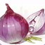 onion