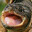 TurtleWithGunz