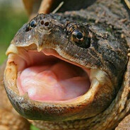 TurtleWithGunz