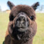 Black alpaca