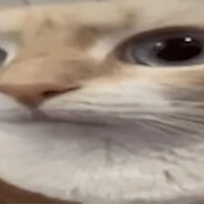 coconutty