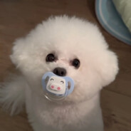 小熊的奇思妙想