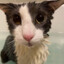 AlinitysCat
