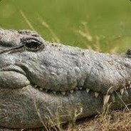 Crocodilo - steam id 76561197964417684