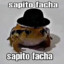 Sapito facha®