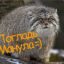 MANUL