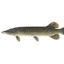 szczupak