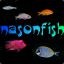 VoX`nasonfish