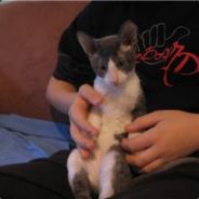 lammi