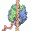 RNA Polymerase II