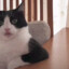 cat is looking