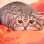 【瓦基】瓦得很