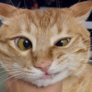 聪明如狍胆大猫