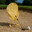 VegetablesDontGolf?? PotatoChips
