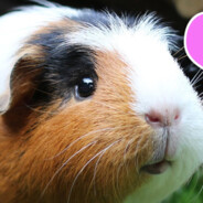 adrianaperlikova avatar