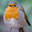 Birb