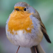 Birb